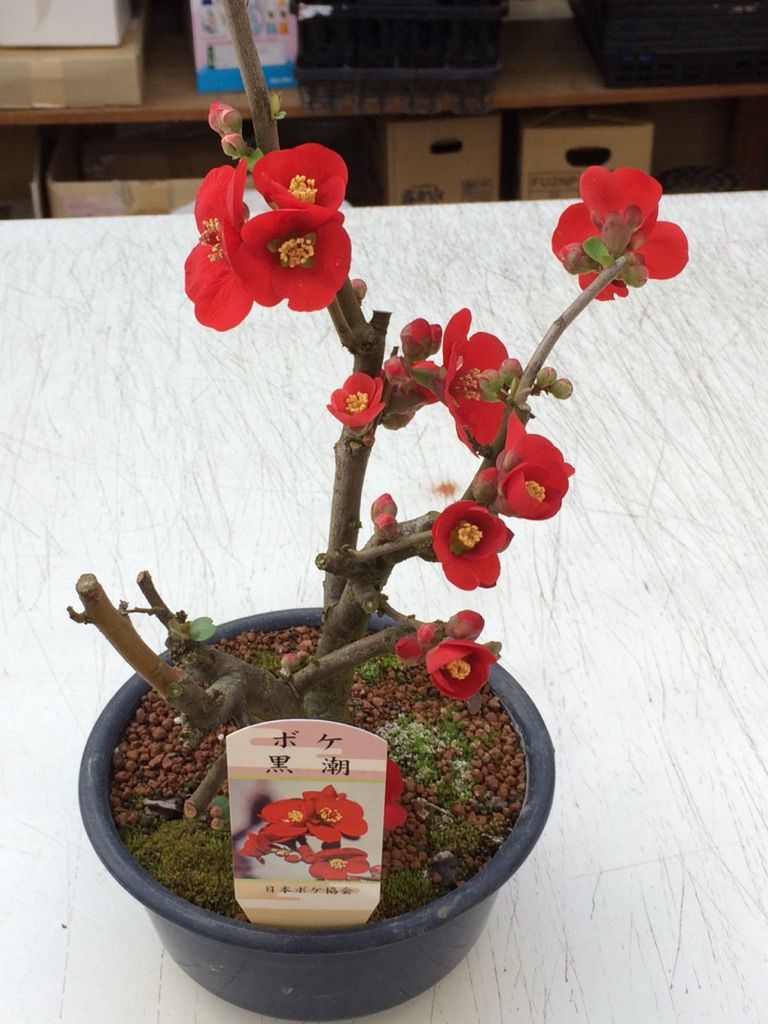 可愛いボケの盆栽 : くるめ緑花センター