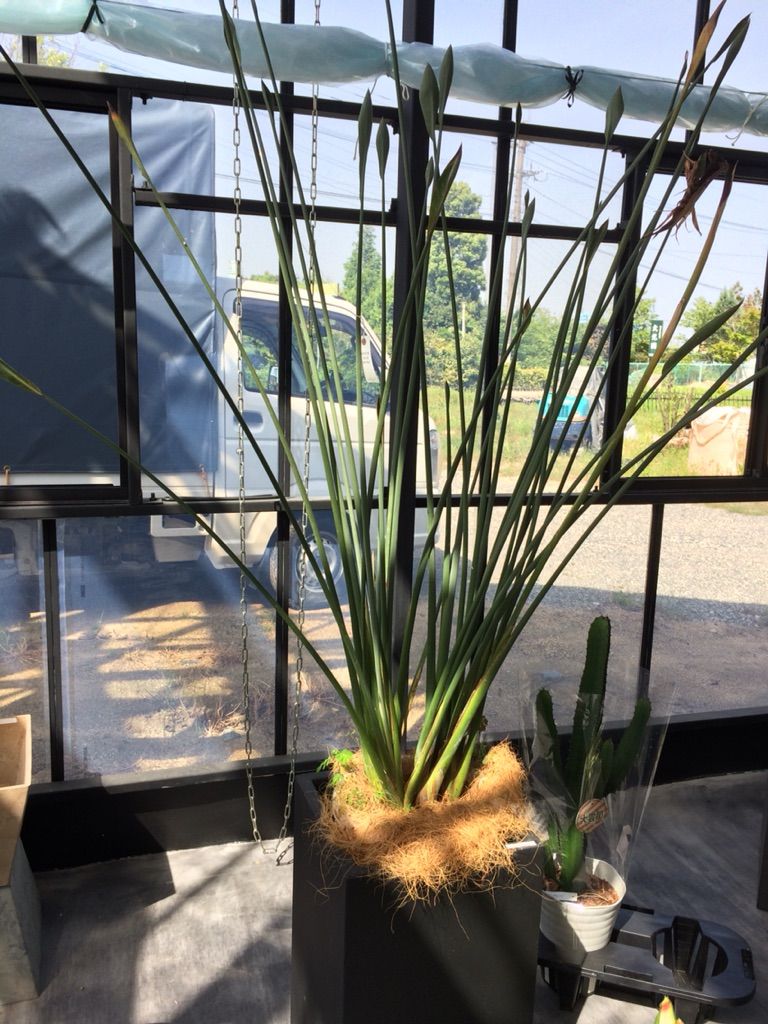 ちょっとおしゃれな植木屋さん くるめ緑花センター ちょっとおしゃれな植木屋さん くるめ緑花センター