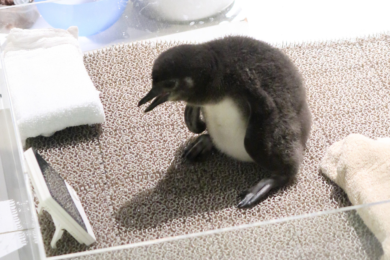 すみだ水族館の可愛いペンギンの赤ちゃん りょうこちゃんの女装日記