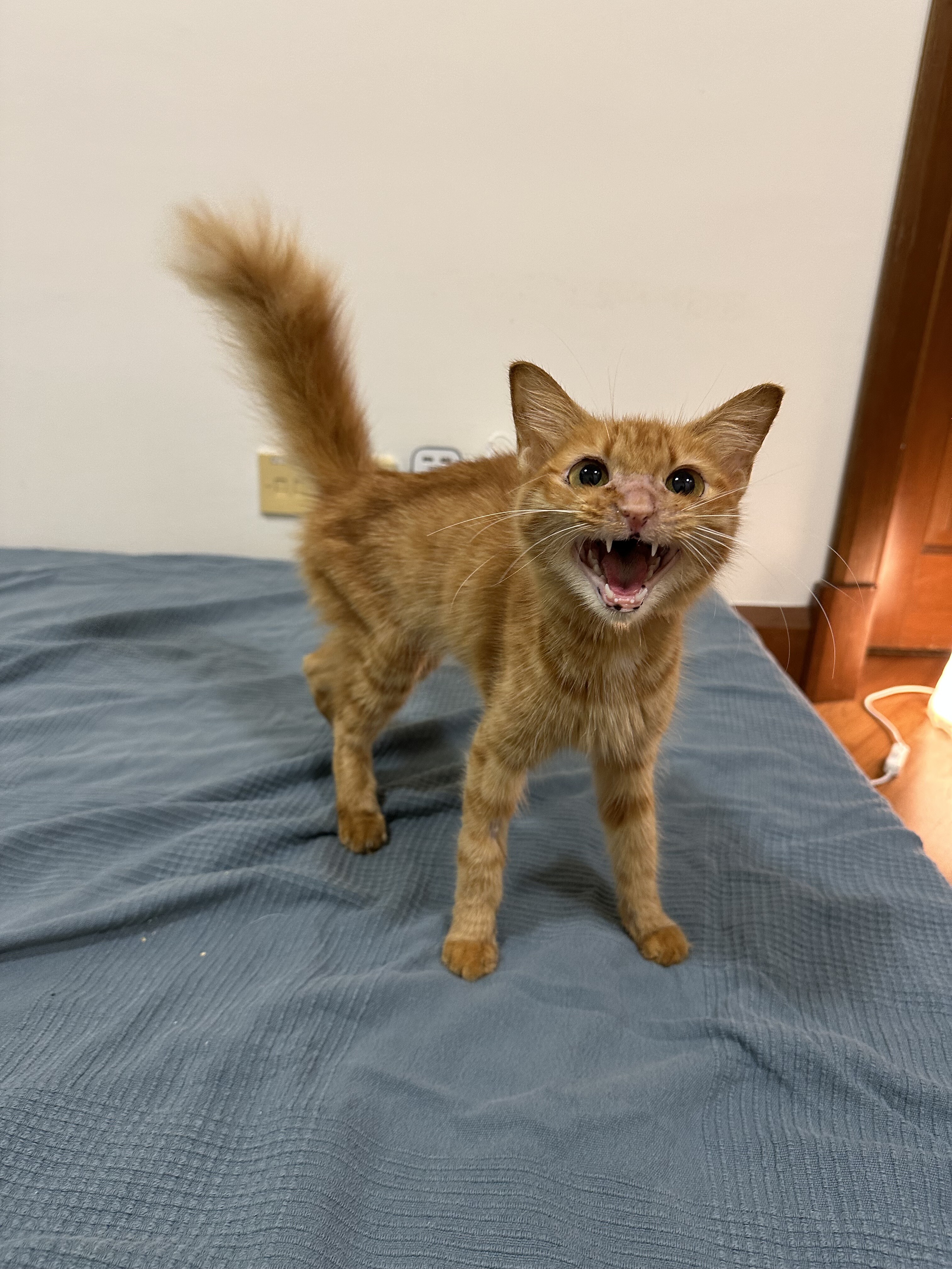 ガリガリのシータさんのみたいな茶トラの子猫を保護しました。② : ね