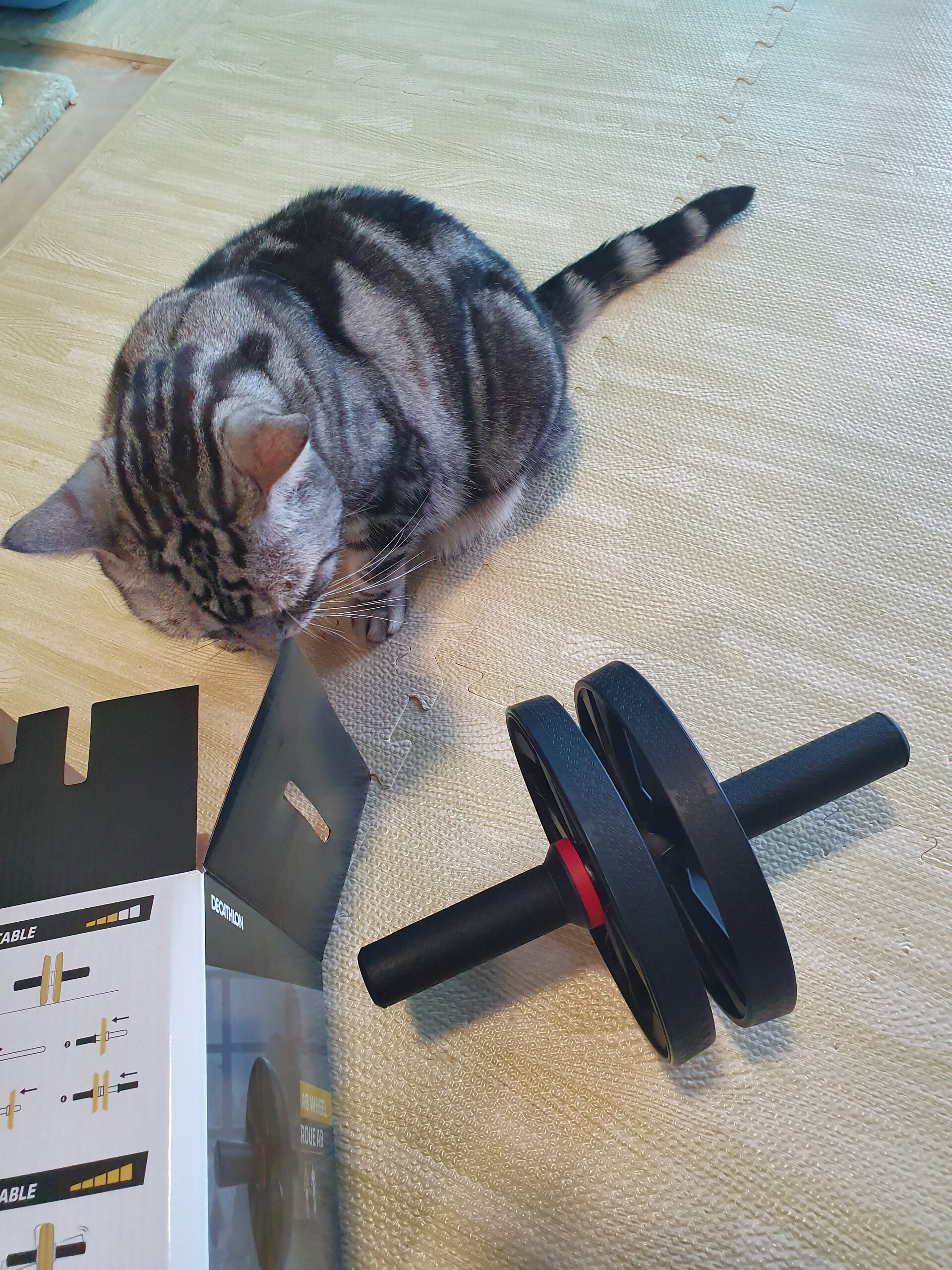 ピンチはチャンス チャンスはピンチ ねころぐ にゃんごくlife クアラルンプール Powered By ライブドアブログ