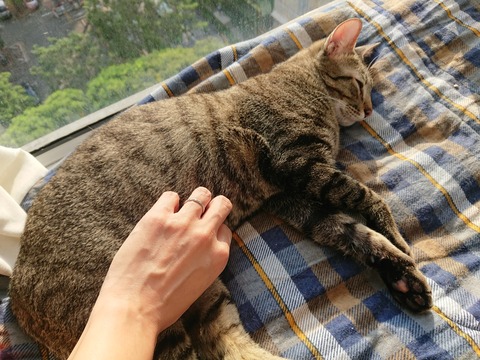 DSCPDC_0001_BURST20180926080833930_COVER