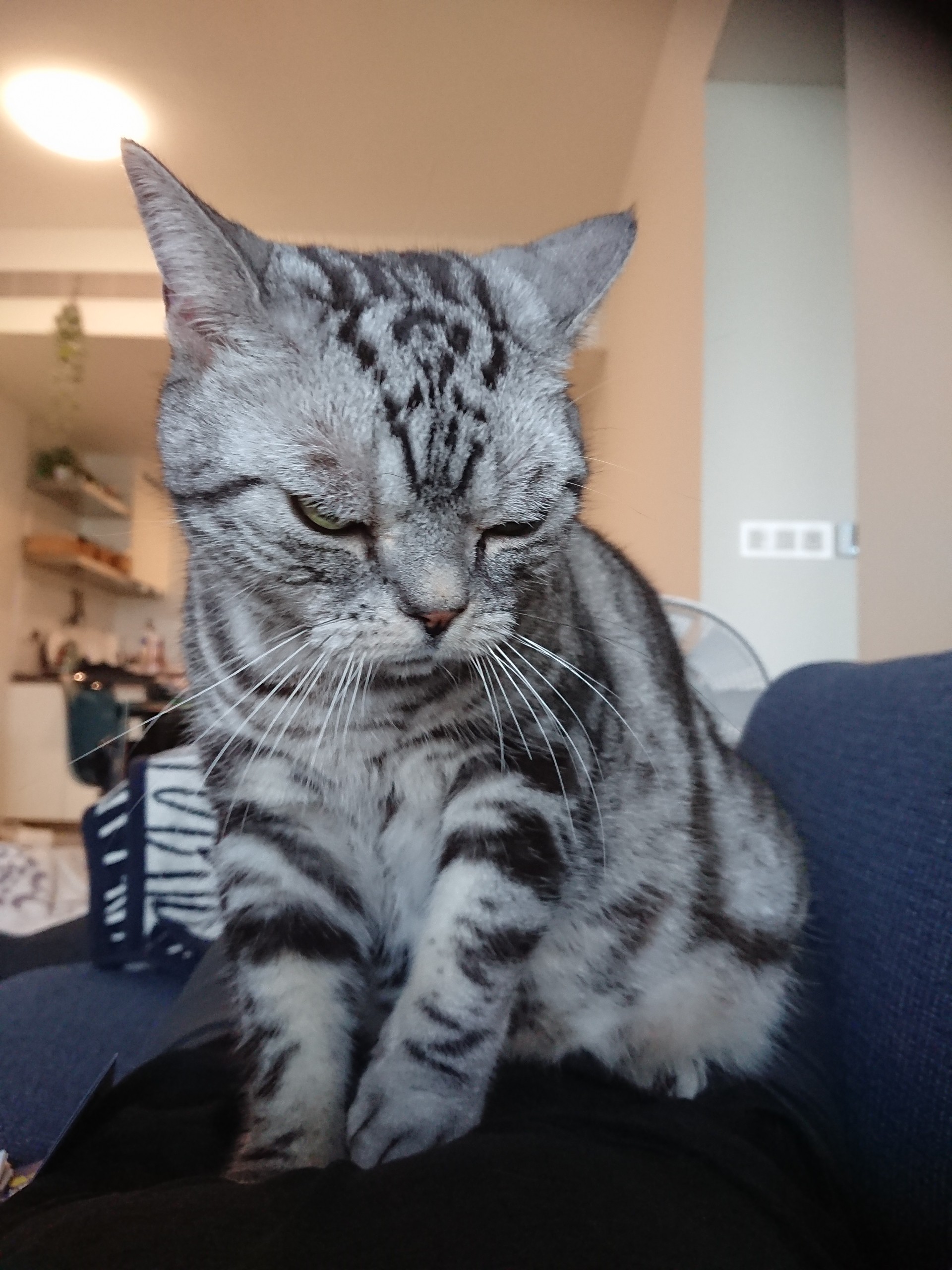 この可愛すぎる生き物をなんとかしてください ねころぐ にゃんごくlife クアラルンプール Powered By ライブドアブログ この可愛すぎる生き物をなんとかしてください ねころぐ にゃんごくlife クアラルンプール Powered By ライブドアブログ