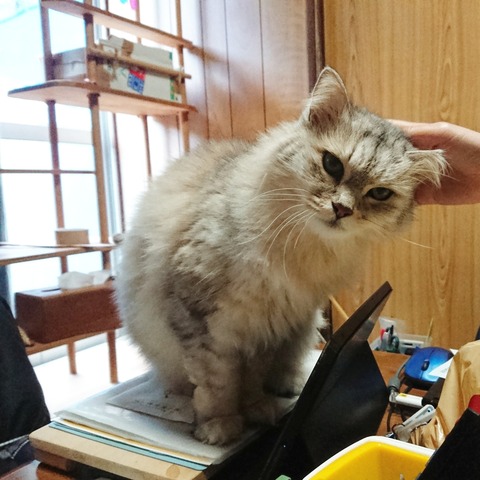 IMG_20181123_192842_760