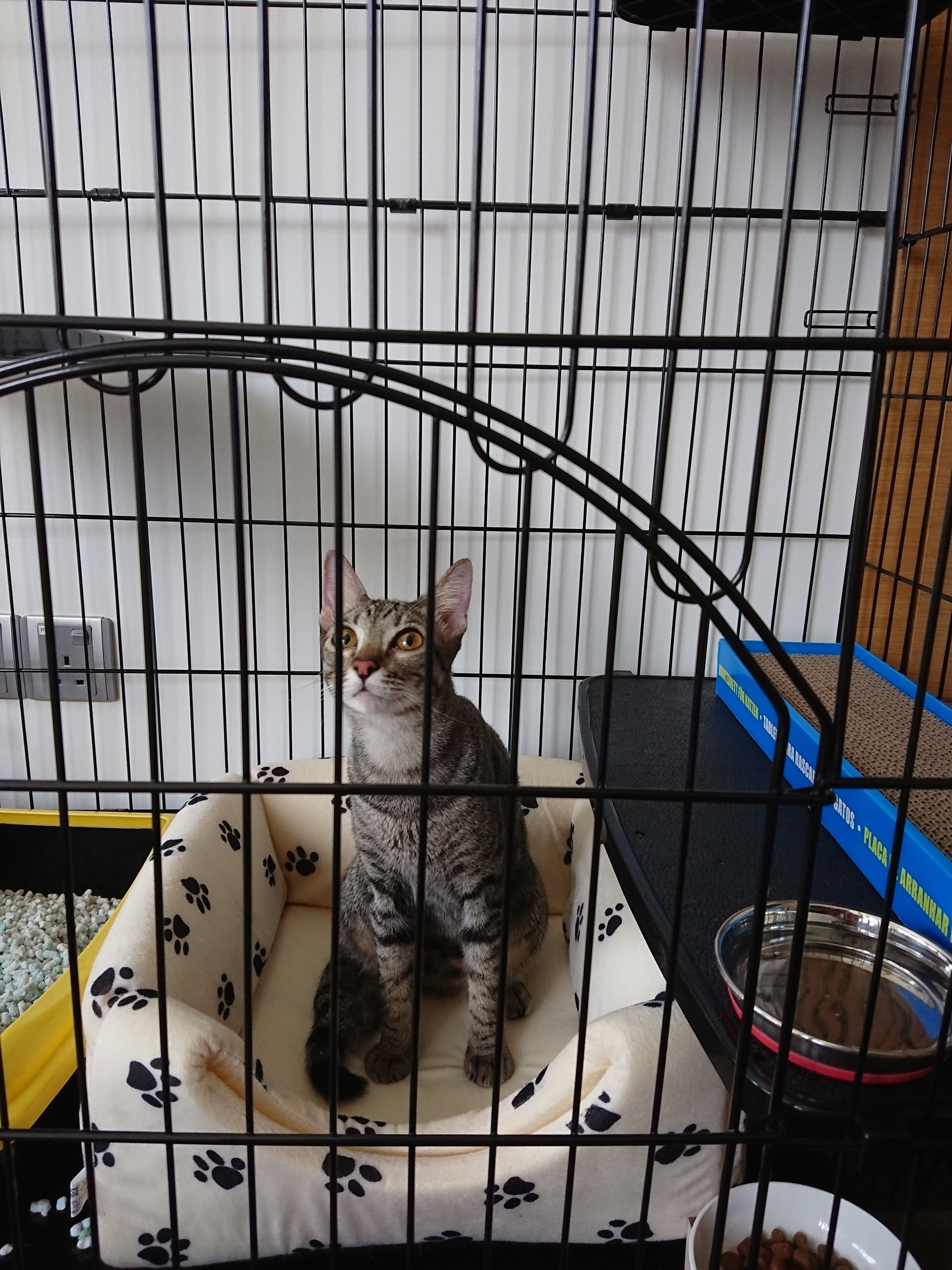 キャットケージの新しい使い道 ねころぐ にゃんごくlife クアラルンプール Powered By ライブドアブログ