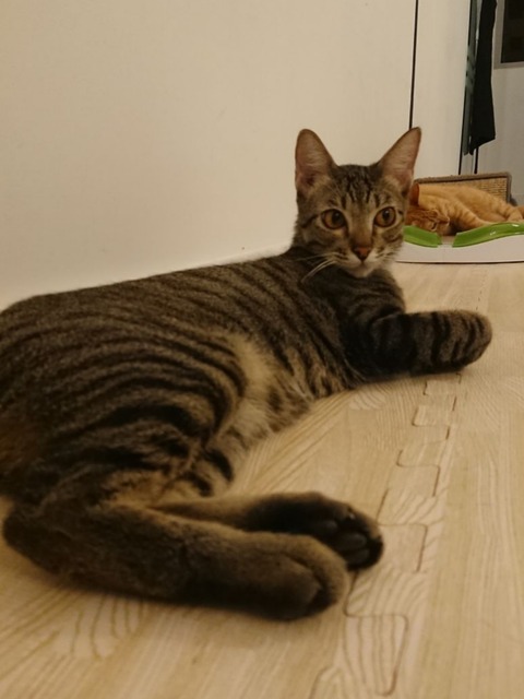 18-04-12-08-14-41-404_deco