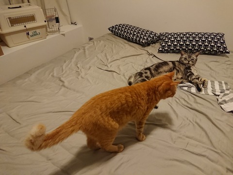 [画像:0f8fc3b8-s.jpg]