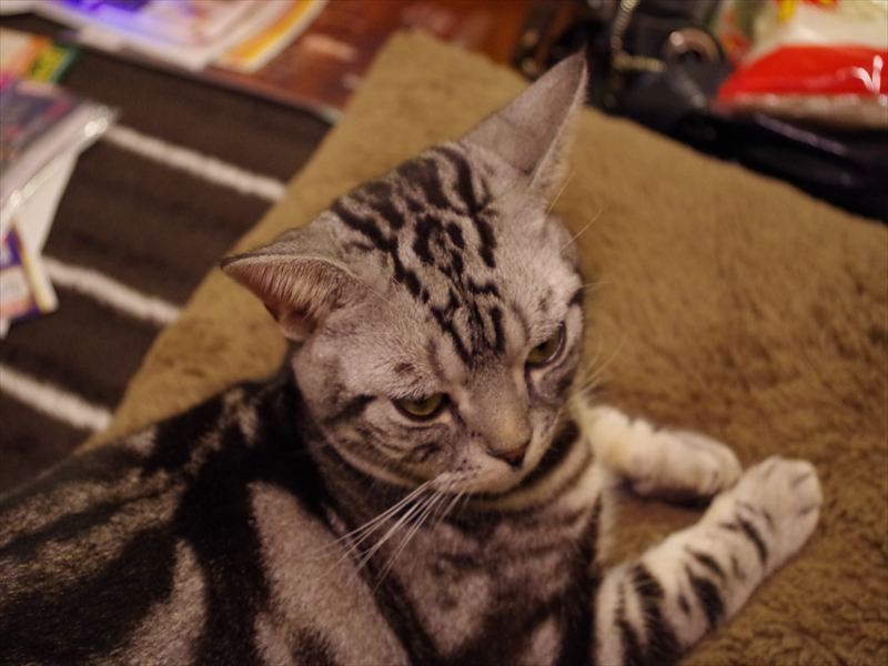 ねころぐ