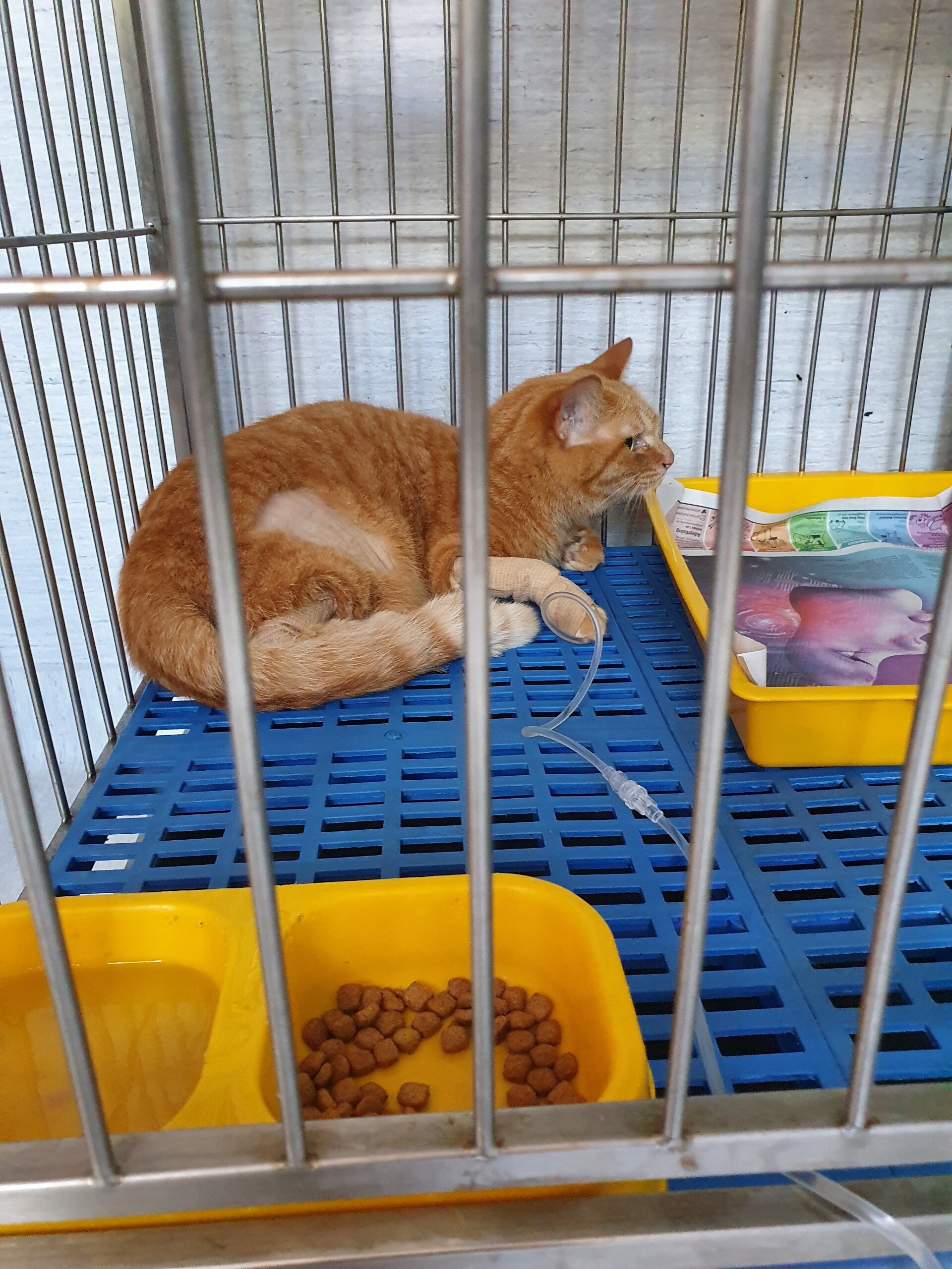 入院中のシータさんに差し入れをしてきました ねころぐ にゃんごくlife クアラルンプール Powered By ライブドアブログ