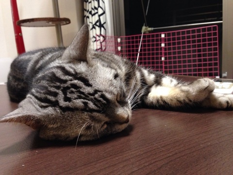 {5A3C49C1-C230-4CCB-A574-929D9DCC5055:01}