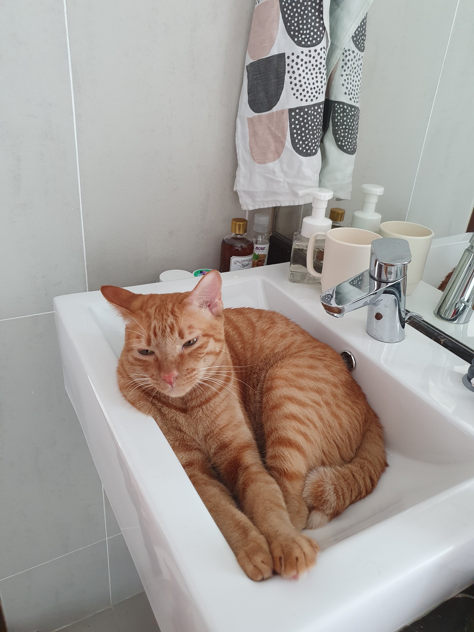 引越しでストレスを抱え引きこもった猫への我が家の対処方法 ねころぐ にゃんごくlife クアラルンプール Powered By ライブドアブログ