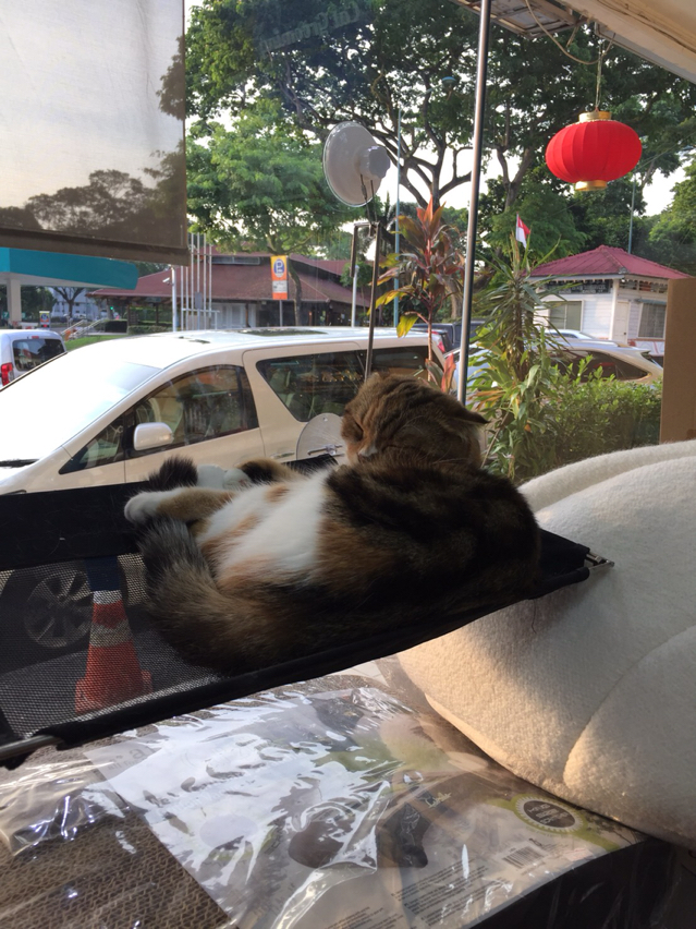 シンガポールの猫用品専門店がすごかった : ねころぐ ～にゃんごくLife @クアラルンプール～ Powered by ライブドアブログ