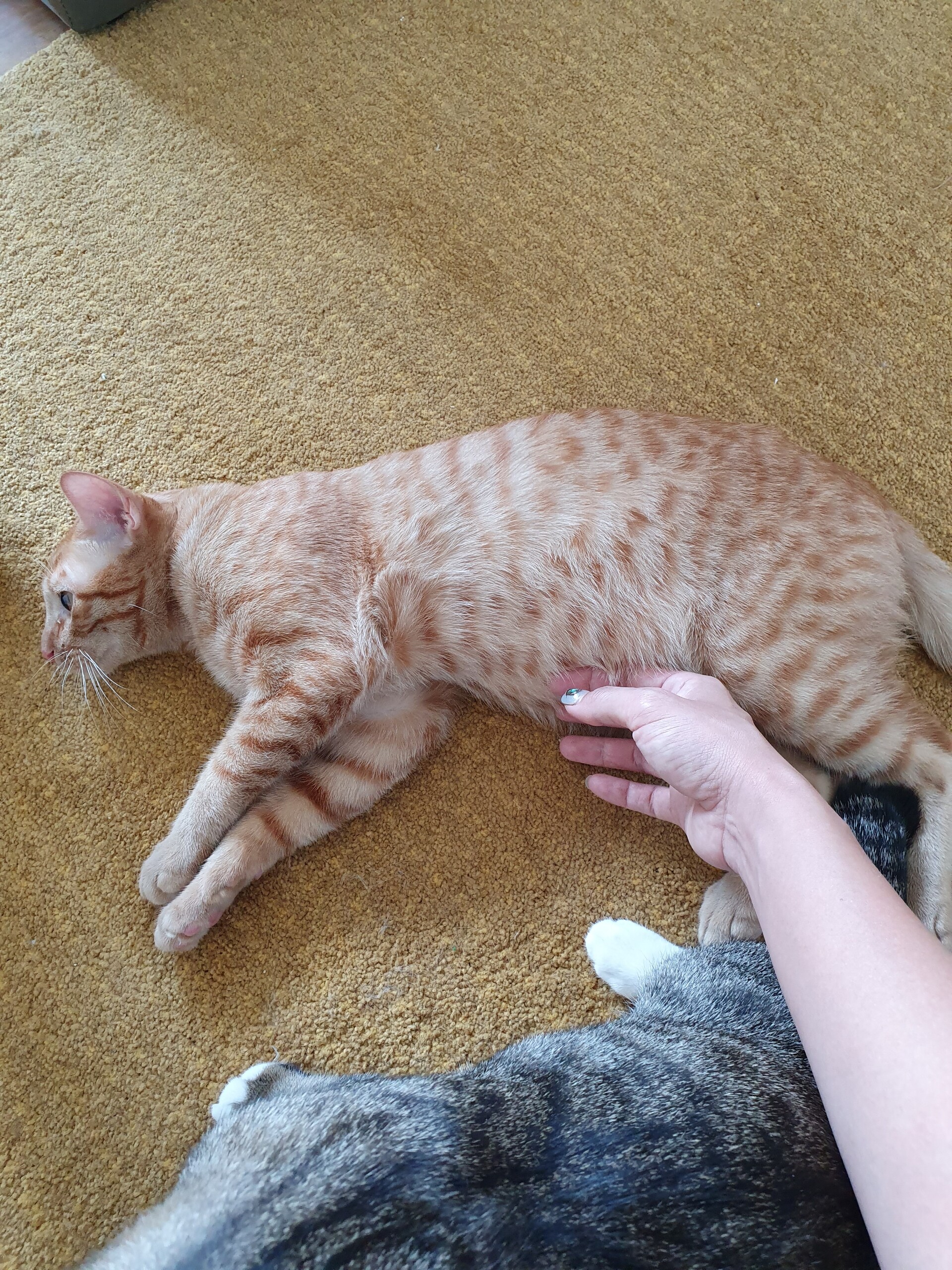 ちゃーたんのお腹が ﾟﾟ 心配で病院に連れて行ったら ねころぐ にゃんごくlife クアラルンプール Powered By ライブドアブログ