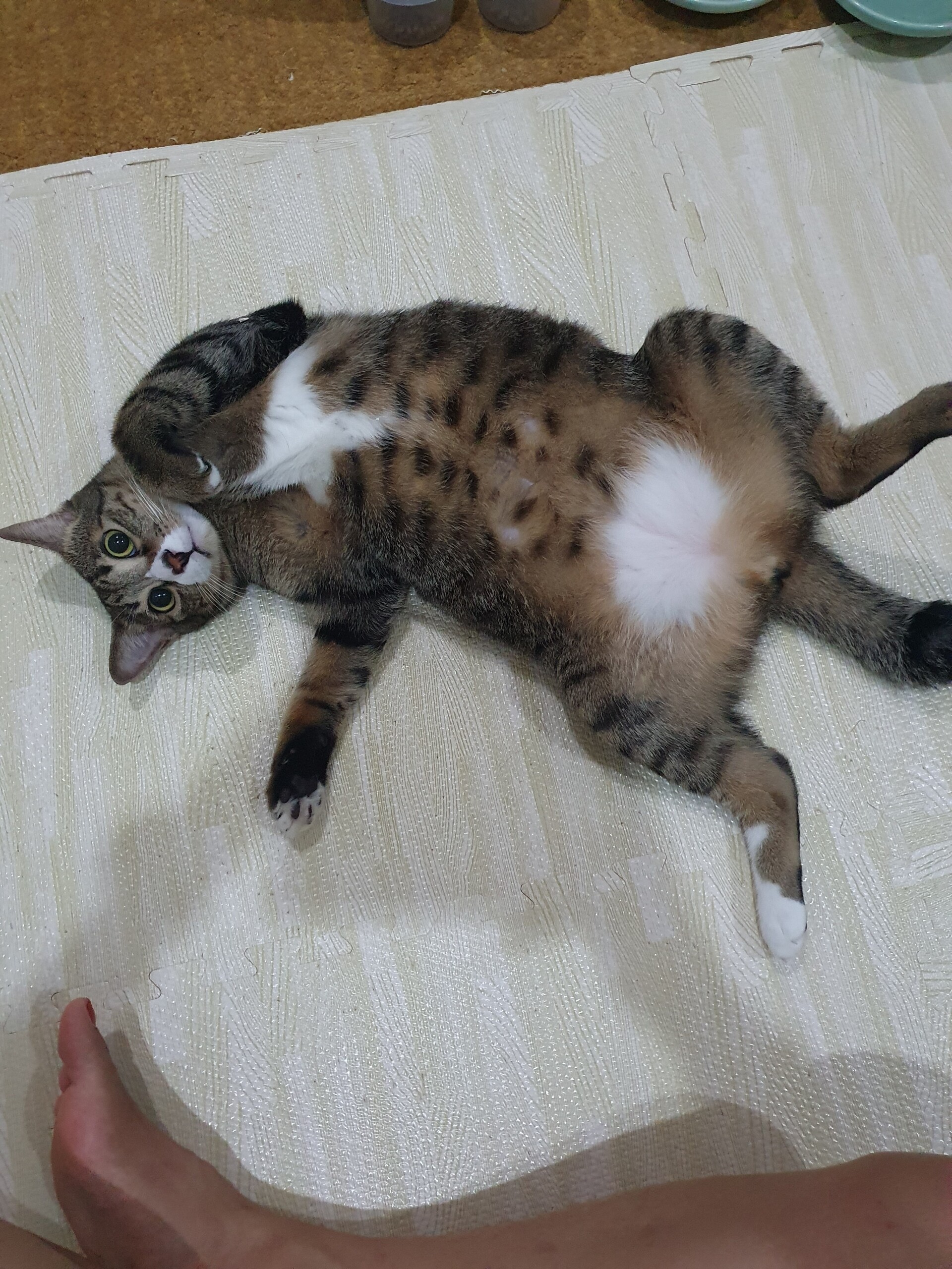 猫飼いには由々しき事態のワクチン副反応 : ねころぐ ~にゃんごくLife