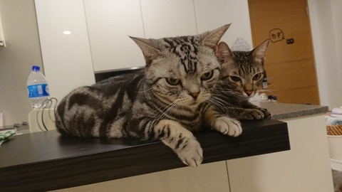 IMG-20190106-WA0008