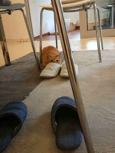 DSCPDC_0003_BURST20171228150959954_COVER