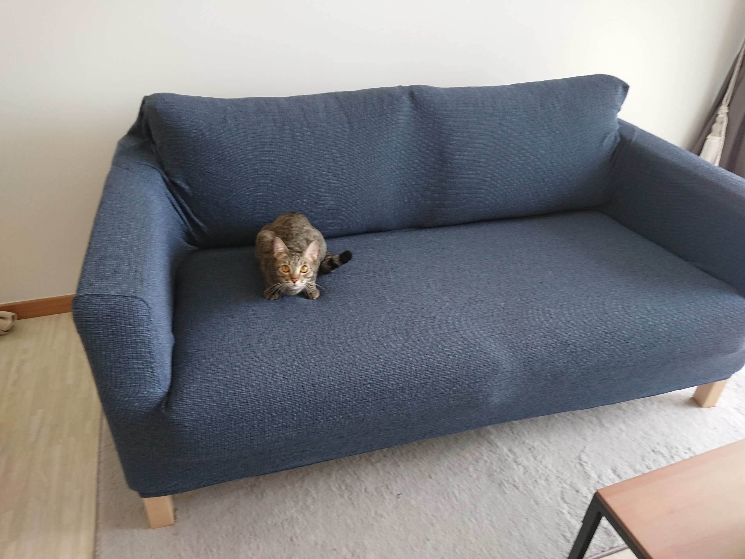 ニトリのソファカバーをつけてみました ねころぐ にゃんごくlife クアラルンプール Powered By ライブドアブログ