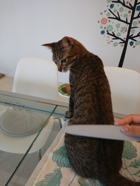 DSCPDC_0001_BURST20180411133731727_COVER