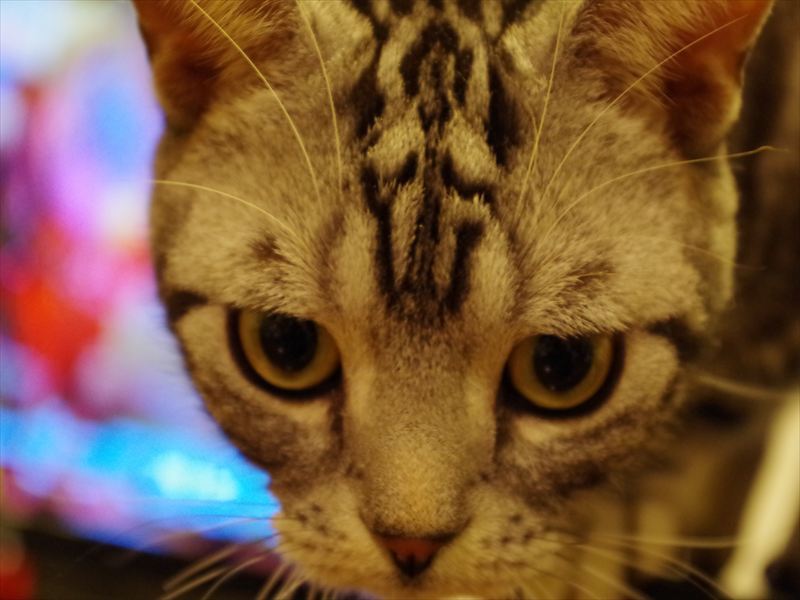 ねころぐ