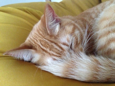 {51385A5D-065A-4B8E-8DBB-032ED17B543E:01}