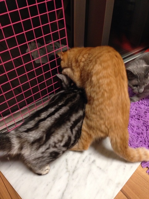 {46E08779-6BFC-45F2-908C-13A17853B166:01}