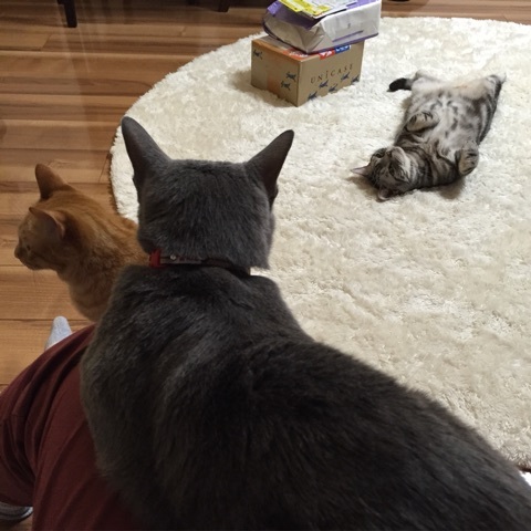 {884F380D-1246-4FF2-9F25-0519CD766290:01}