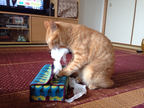 {F8FFC1F4-1617-4BB2-9491-587C9ED0EBAF:01}