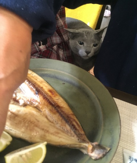 18-04-26-08-04-05-261_deco