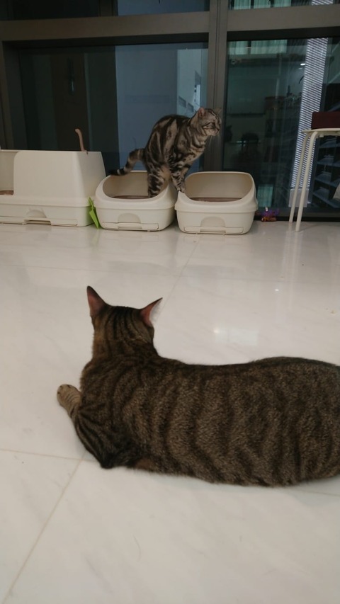 IMG-20181216-WA0005