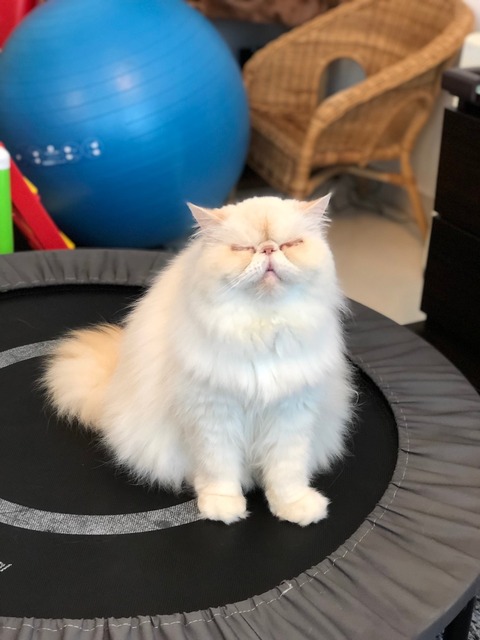 line_134910782071399