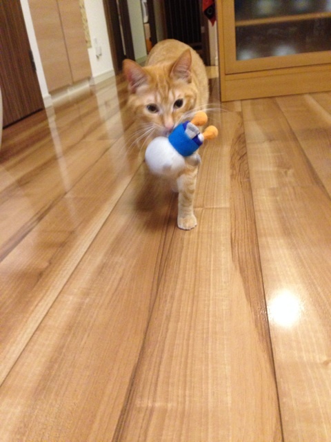 {8F49249C-C81B-4D3C-9537-4E47CA9F1A34:01}