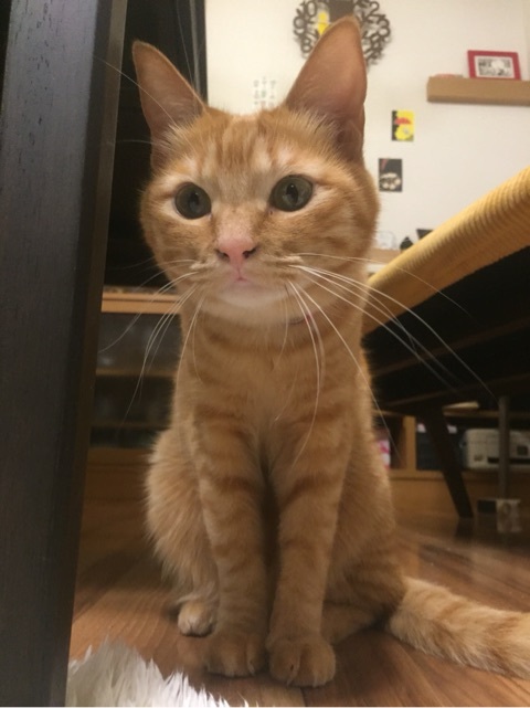 {2BA08CDF-121F-411C-9CE0-31B40D9F842E:01}