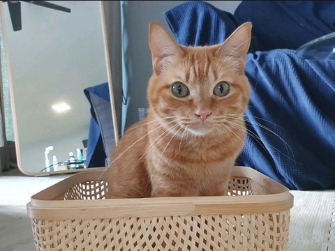 Screenshot_20211019-144157_Dropbox