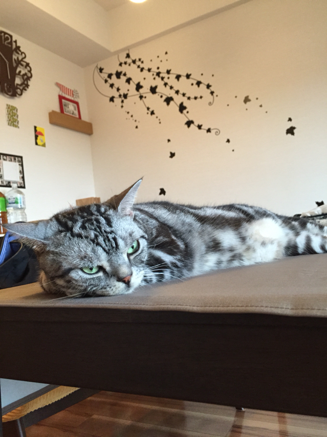 幅広マスキングテープでウォールステッカーを作ってみました ねころぐ にゃんごくlife クアラルンプール Powered By ライブドアブログ