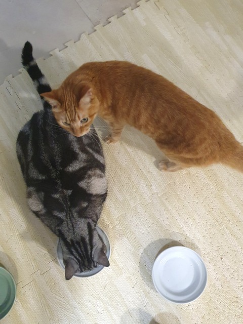 21-11-09-08-52-01-742_deco