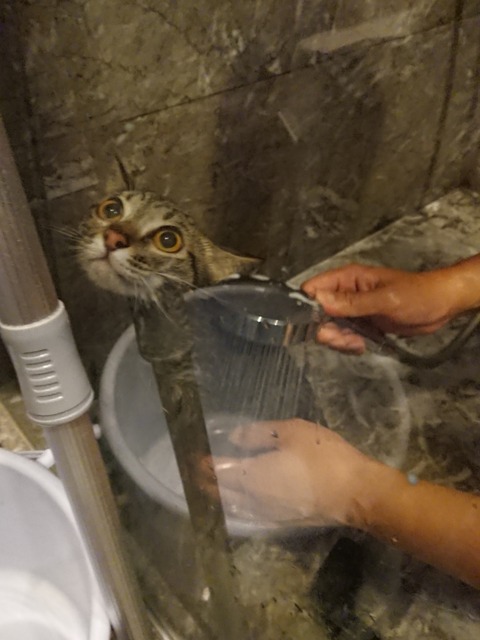 18-08-24-08-54-40-250_deco