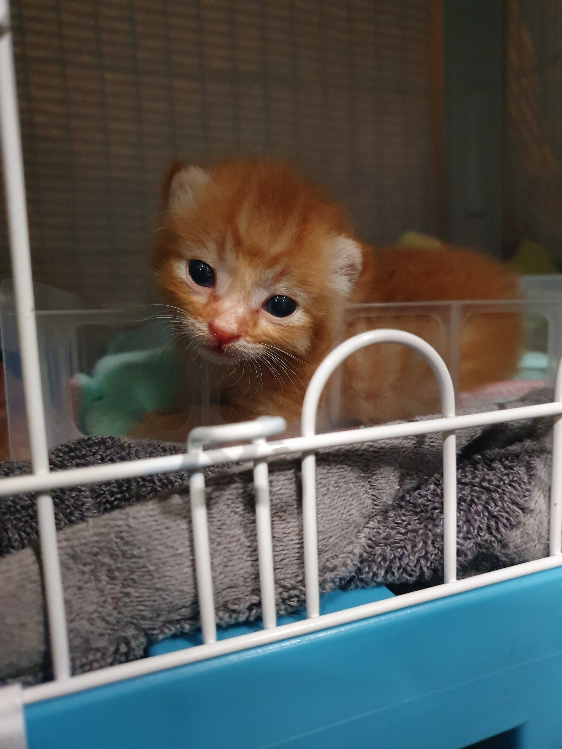 ぴーちゃん て名前はちょっとマズかったので 仮名 もんちゃん に変更しました ねころぐ にゃんごくlife クアラルンプール Powered By ライブドアブログ ぴーちゃん て名前はちょっとマズかったので 仮名 もんちゃん に変更しました ねころぐ にゃんごくlife クアラルンプール Powered By ライブドアブログ