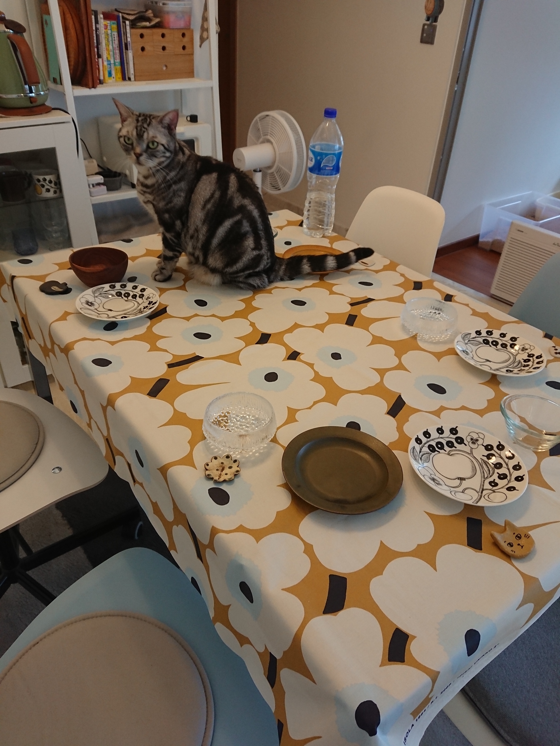 テーブルクロス やめました ねころぐ にゃんごくlife クアラルンプール Powered By ライブドアブログ