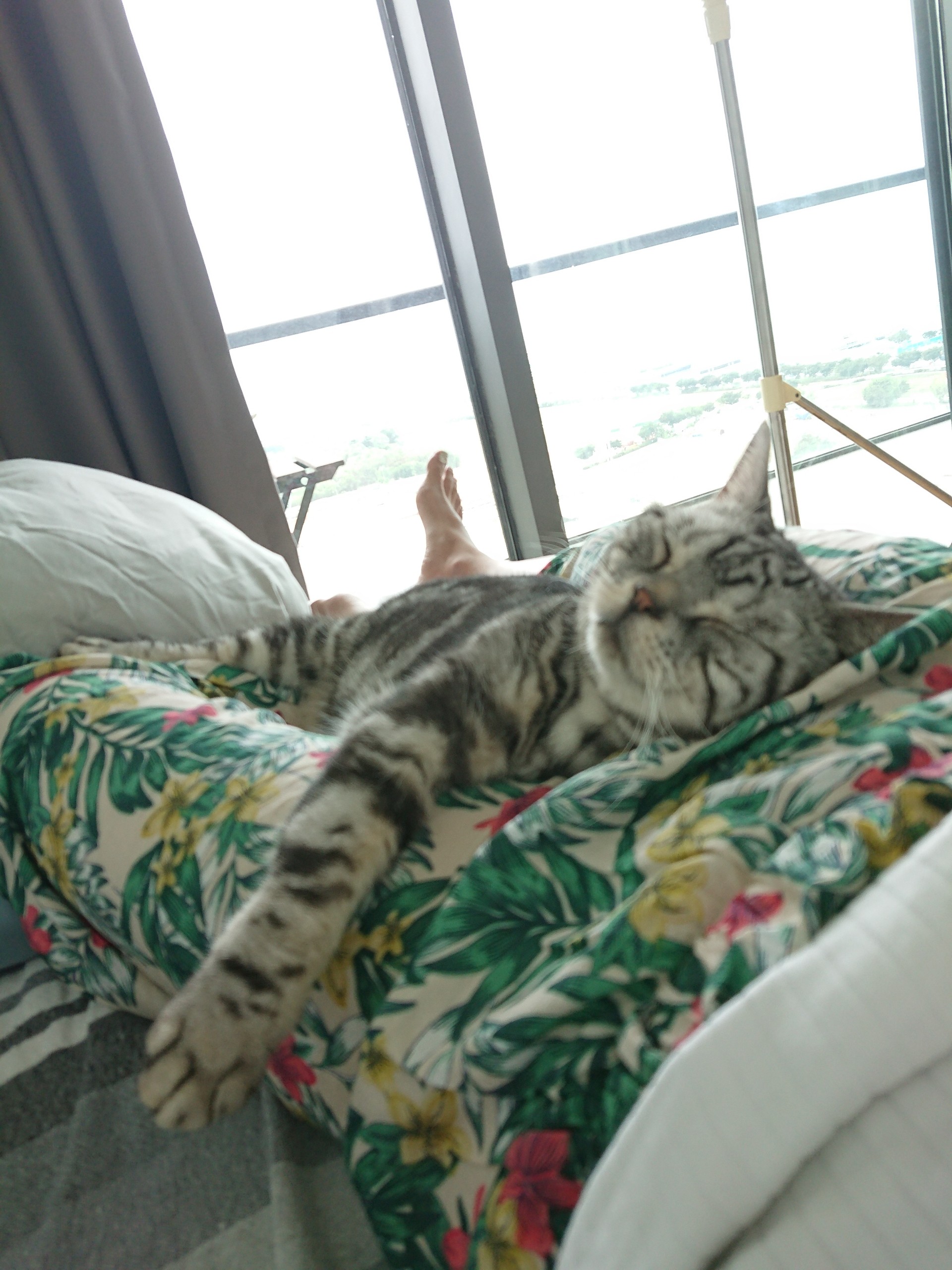 お腹の上でごろにゃんなスーパーかわいいぱずたん ねころぐ にゃんごくlife クアラルンプール Powered By ライブドアブログ お腹の上でごろにゃんなスーパーかわいいぱずたん ねころぐ にゃんごくlife クアラルンプール Powered By ライブドアブログ