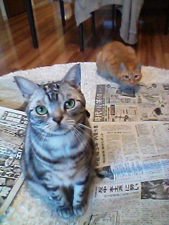 {9B08E454-2425-4A41-A4F0-701E03D42708}