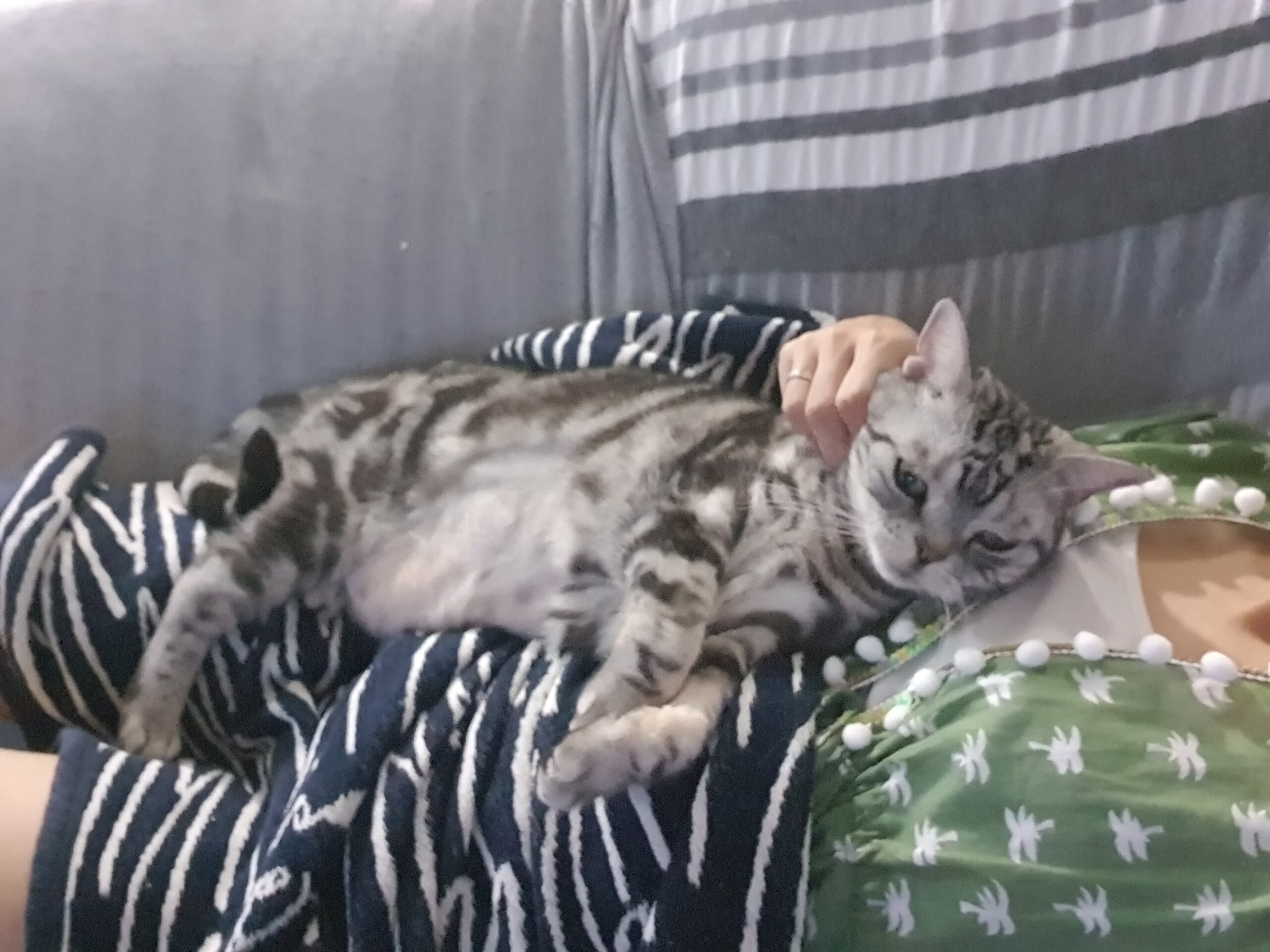 ぱずたんのおなかの毛が短くなってよかったこと ねころぐ にゃんごくlife クアラルンプール Powered By ライブドアブログ ぱずたんのおなかの毛が短くなってよかったこと ねころぐ にゃんごくlife クアラルンプール Powered By ライブドアブログ