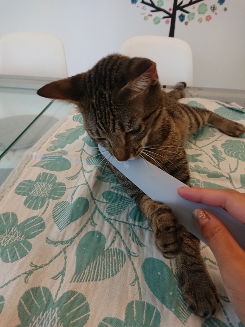 DSCPDC_0000_BURST20180411133646376