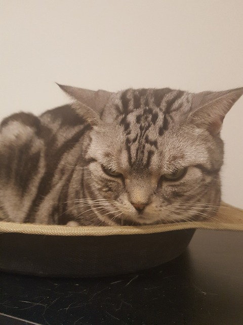 line_115649000932600