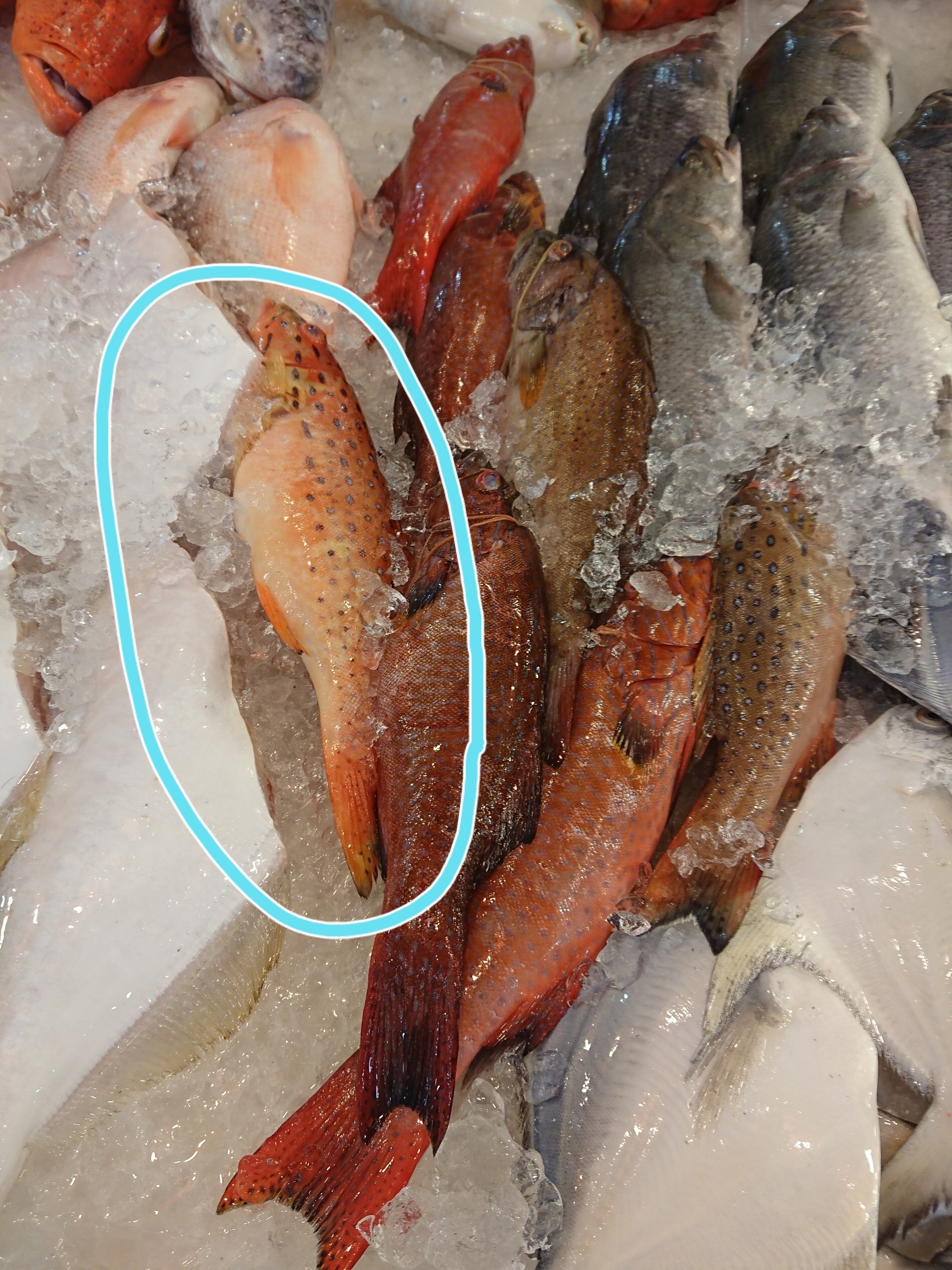 シンガポールで買うおすすめの魚 Red Grouper ねころぐ にゃんごくlife クアラルンプール Powered By ライブドアブログ シンガポールで買うおすすめの魚 Red Grouper ねころぐ にゃんごくlife クアラルンプール Powered By ライブドアブログ