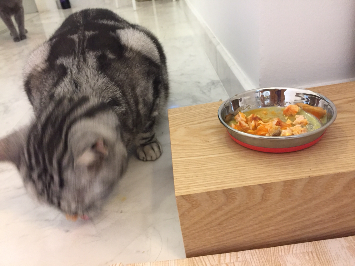 むーたんが、手づくりごはん半分食べてくれた! : ねころぐ ~にゃん