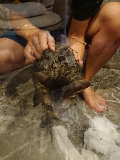 18-08-24-08-54-01-542_deco