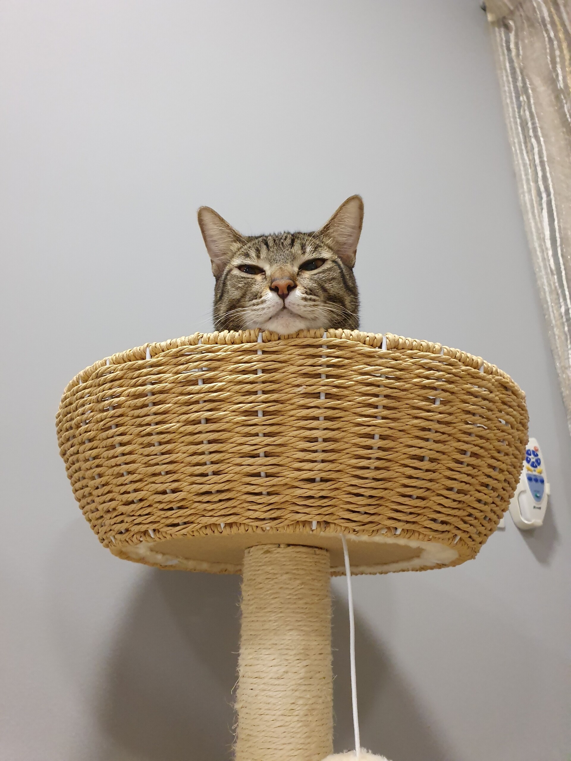 来週から マレーシアのロックダウンが規制緩和されます O ねころぐ にゃんごくlife クアラルンプール Powered By ライブドアブログ