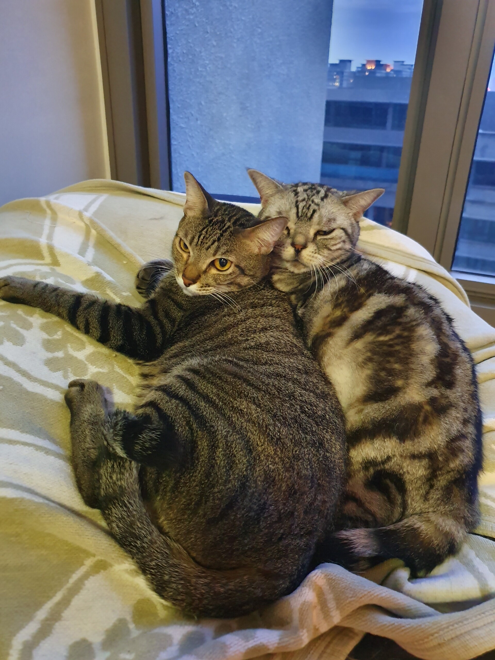 仲良しぱずはく、仲良く2匹揃って尿路結石の疑いu2026 : ねころぐ ~にゃん