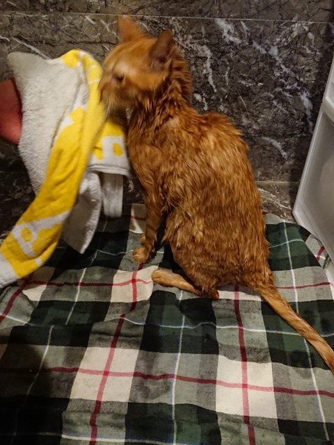 18-08-24-08-52-53-056_deco