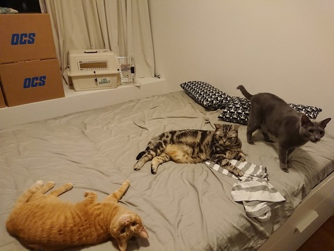 [画像:4deb6b10-s.jpg]